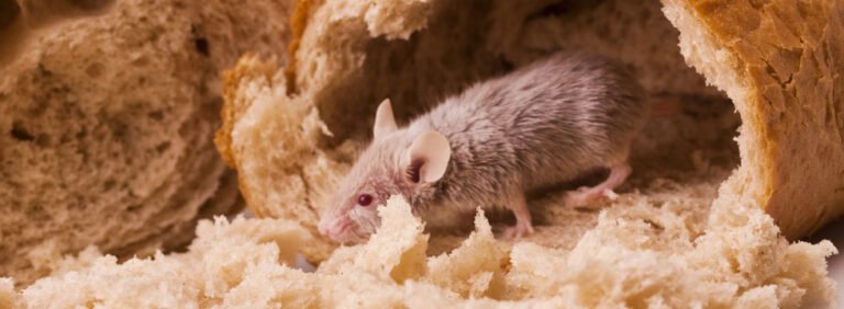 rodent control jacksonville fl