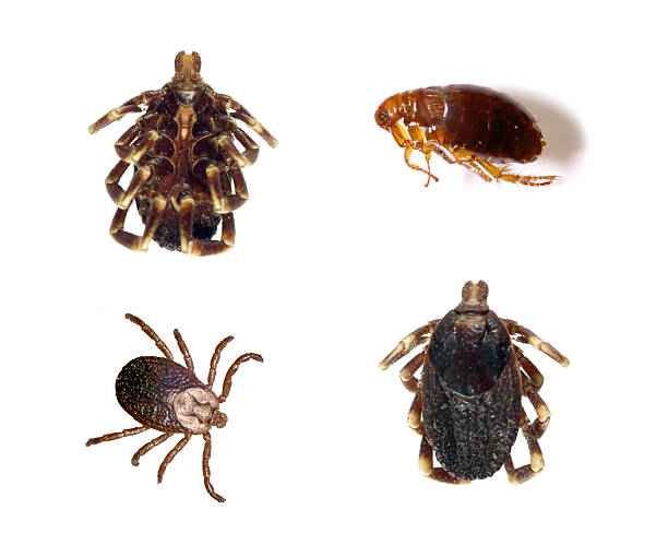 Flea & Tick Control treatment Jacksonville