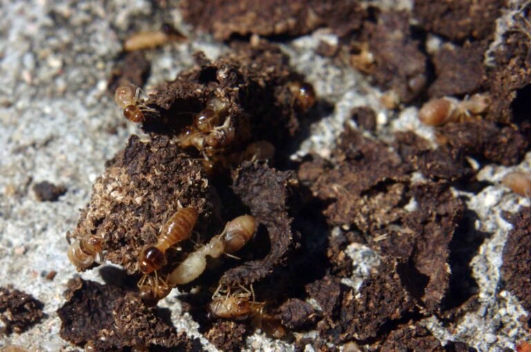 termite control jacksonville fl
